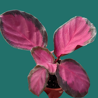 Hand holding a small potted plant with pink and purple leaves on a white background