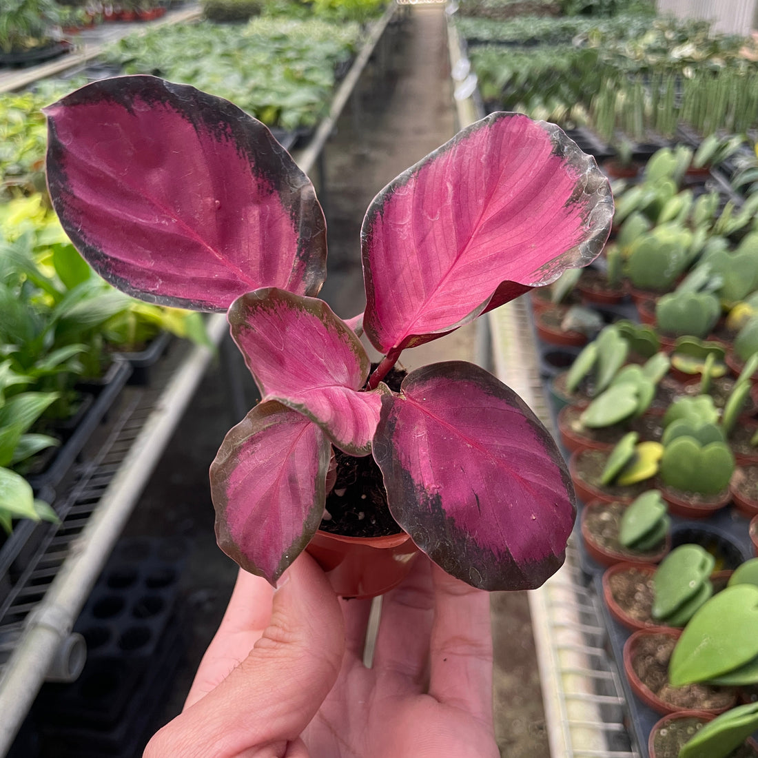 Hand holding a small purple leafed plant in a greenhouse setting