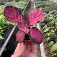 Hand holding a small purple leafed plant in a greenhouse setting