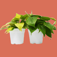 Two green potted plants in white pots  from House of Agave. Philodendron bundle.