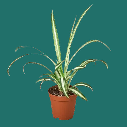 Potted plant with green leaves on a white background