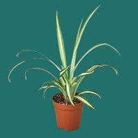 Potted plant with green leaves on a white background