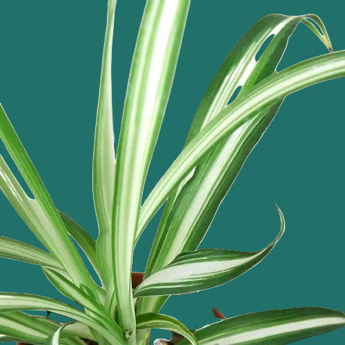 Spiderplant with green and white striped leaves on a green background by House of Agave.