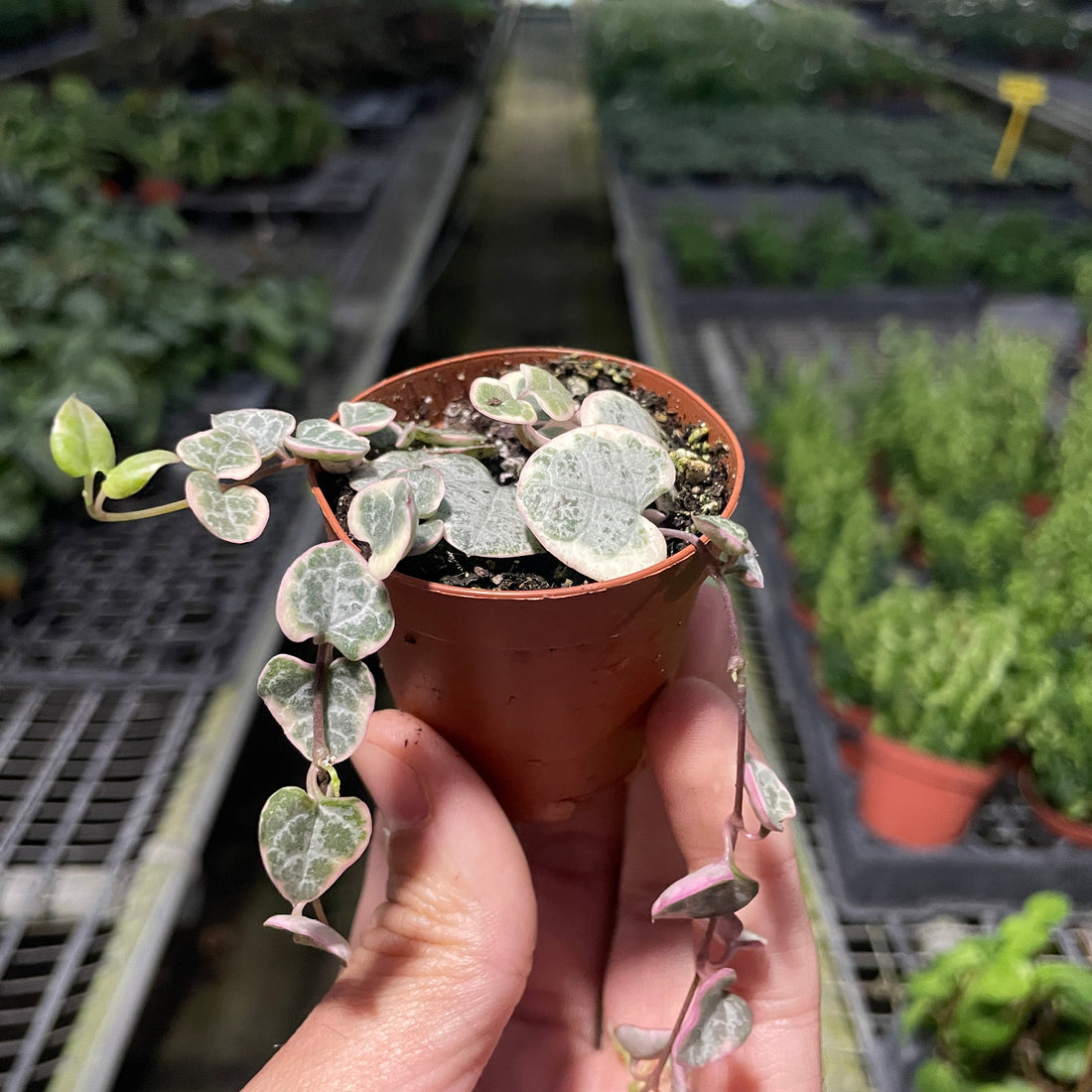 Small potted plant held in a hand with a greenhouse setting in the background from House of Agave.