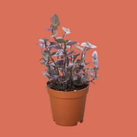 Potted plant with purple leaves on a white background