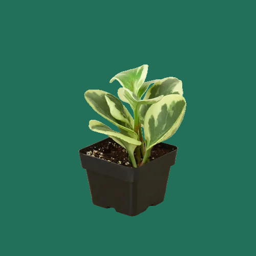 Potted plant with green and yellow leaves on a white background