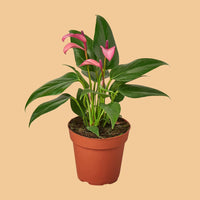Potted purple Anthurium plant with green leaves on a peach background by House of Agave.