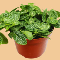 Potted plant with green leaves on a peach background at House of Agave.