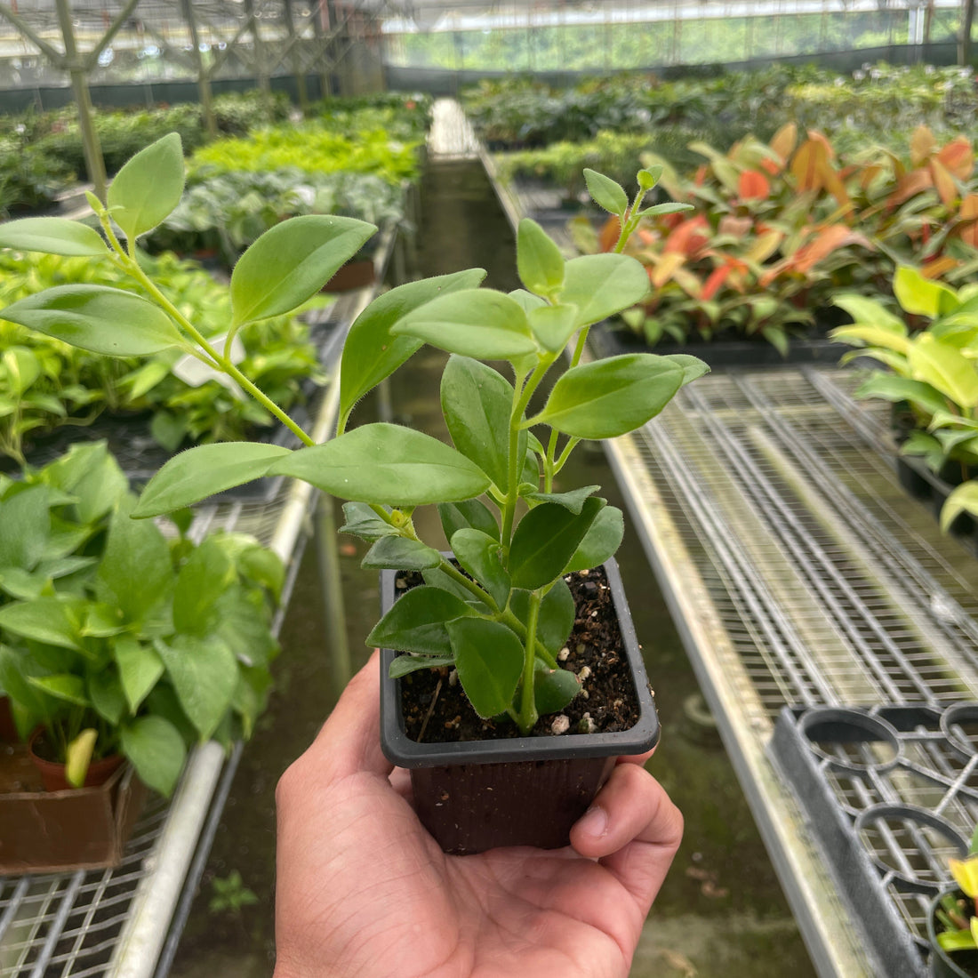 Hand holding a small potted plant in a greenhouse setting