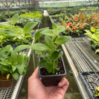 Hand holding a small potted plant in a greenhouse setting
