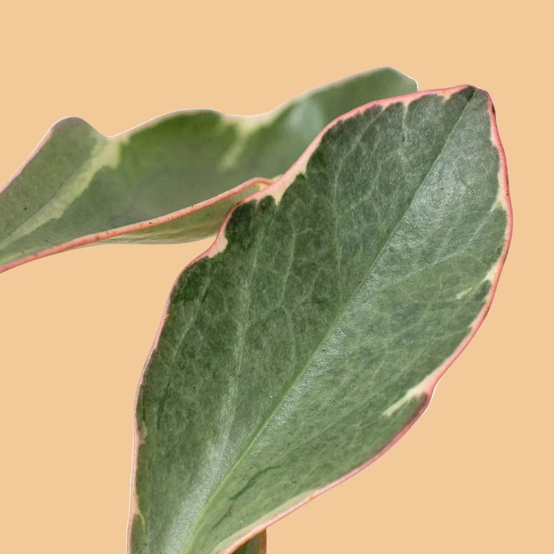 Peperomia Ginny