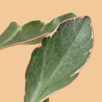 Peperomia Ginny