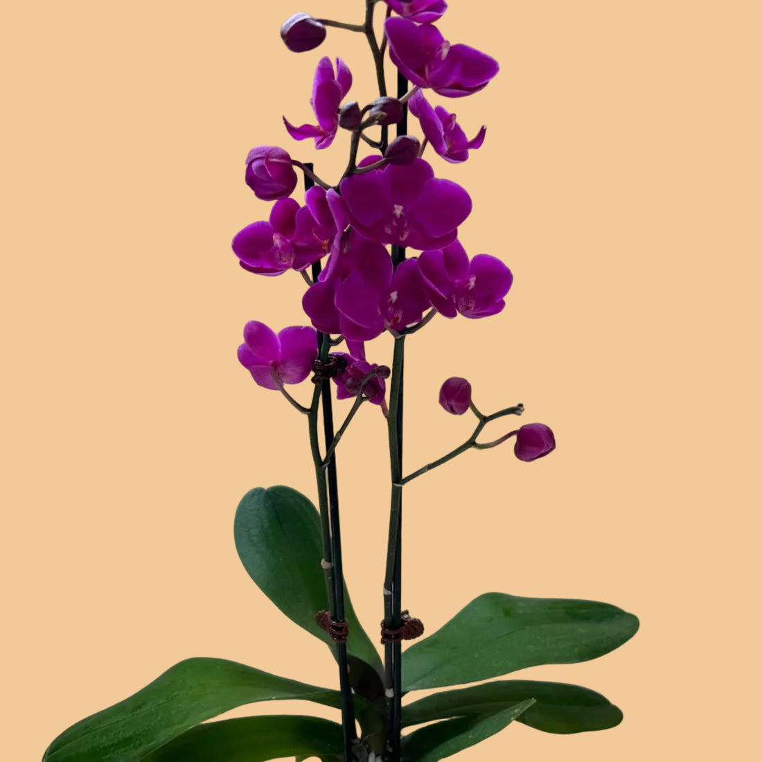 Purple orchid plant in a clear pot on a metal surface with a white background