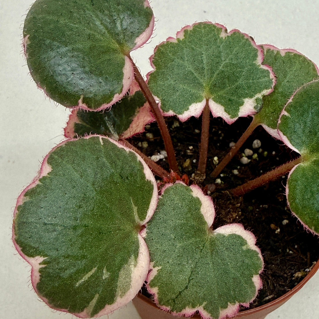 Saxifraga Tricolor, Strawberry Geranium