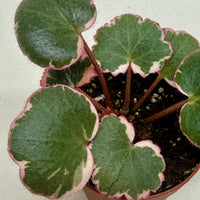Saxifraga Tricolor, Strawberry Geranium