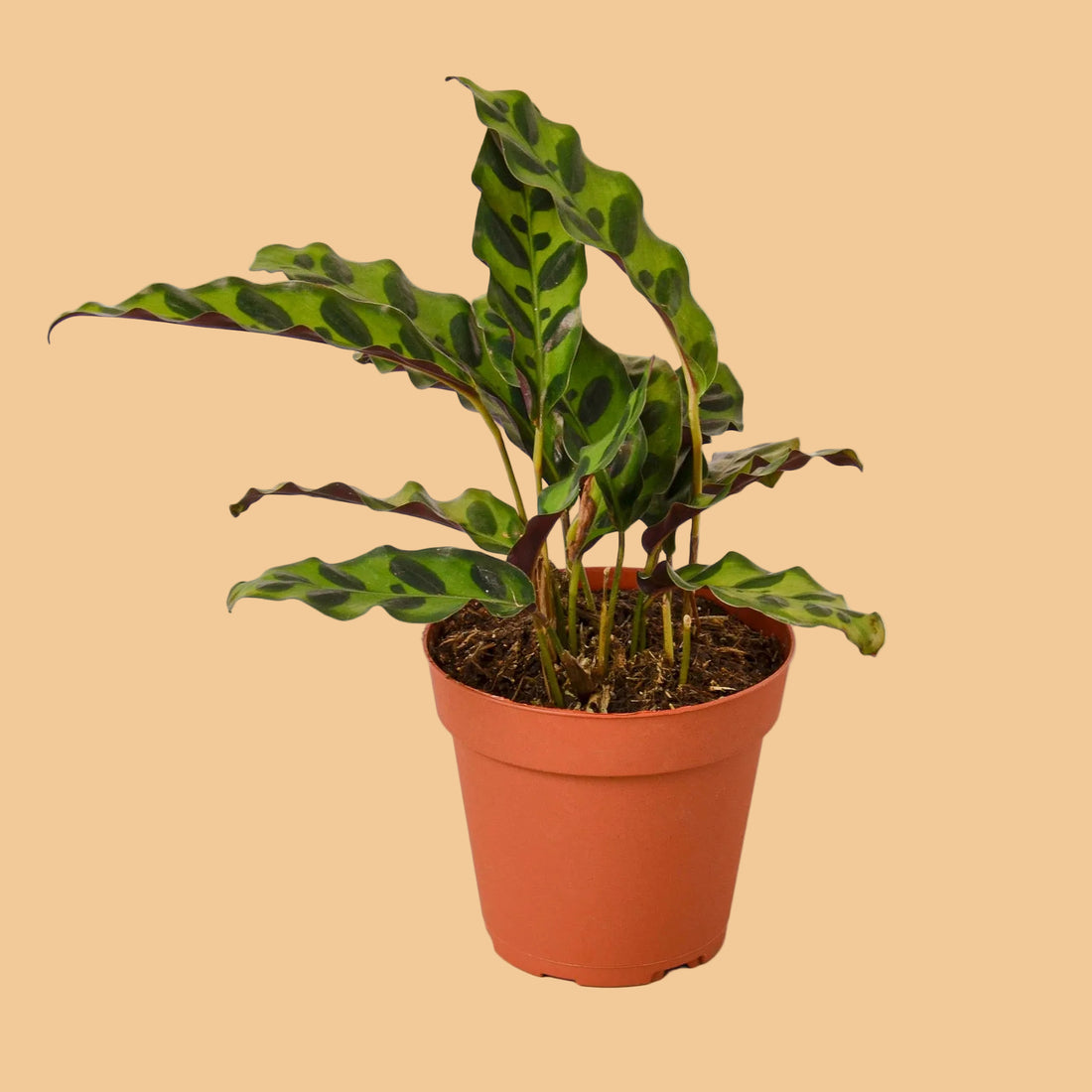 Potted Calathea plant with green leaves in a terracotta pot on a peach background by House of Agave.
