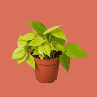 Potted plant with green leaves on a terracotta background from House of Agave.
