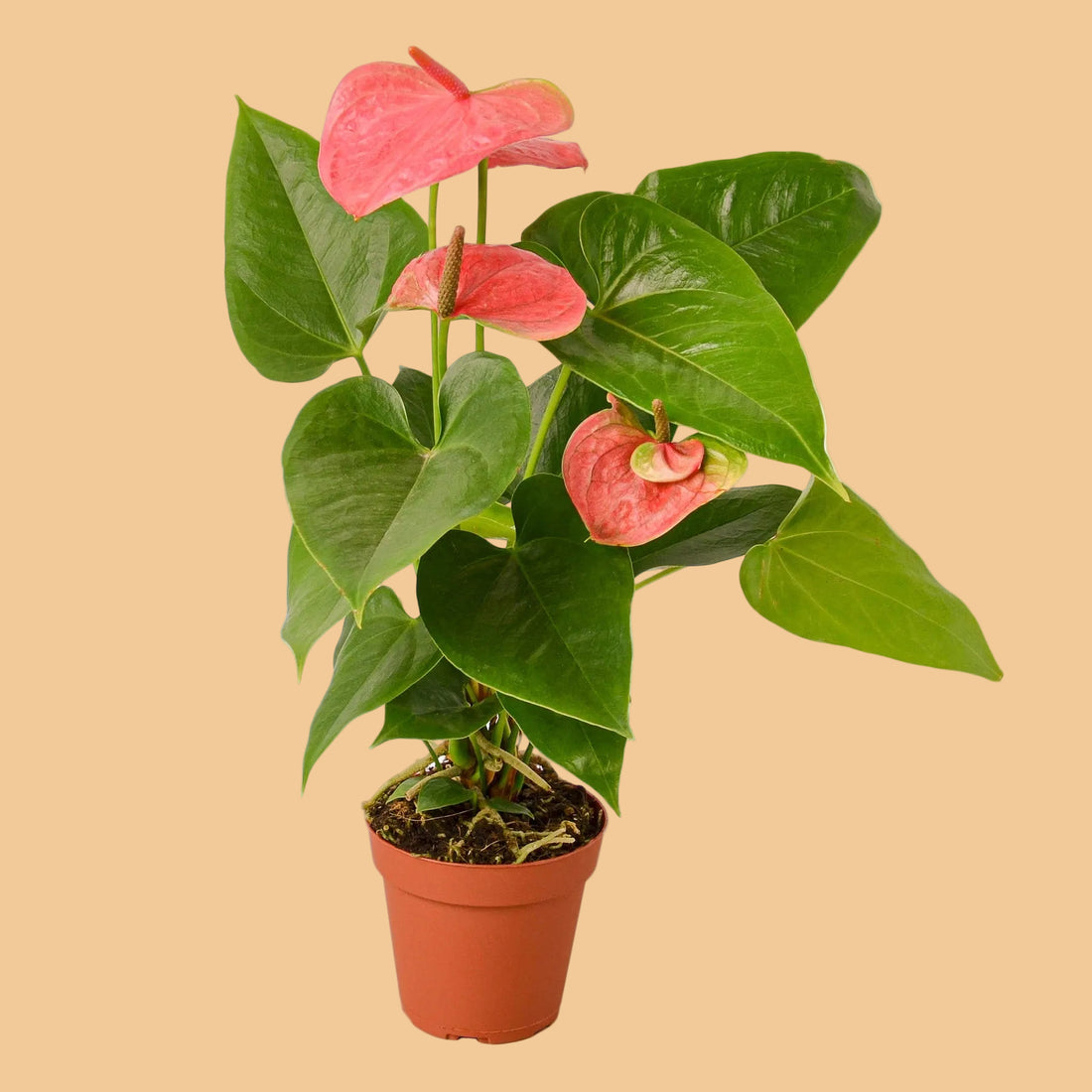 Potted plant with pink flowers and green leaves on a white background