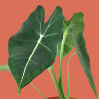 Potted Alocasia Frydek plant with large green leaves on a terracotta background.