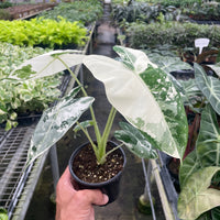 Person holding a potted plant in a greenhouse setting