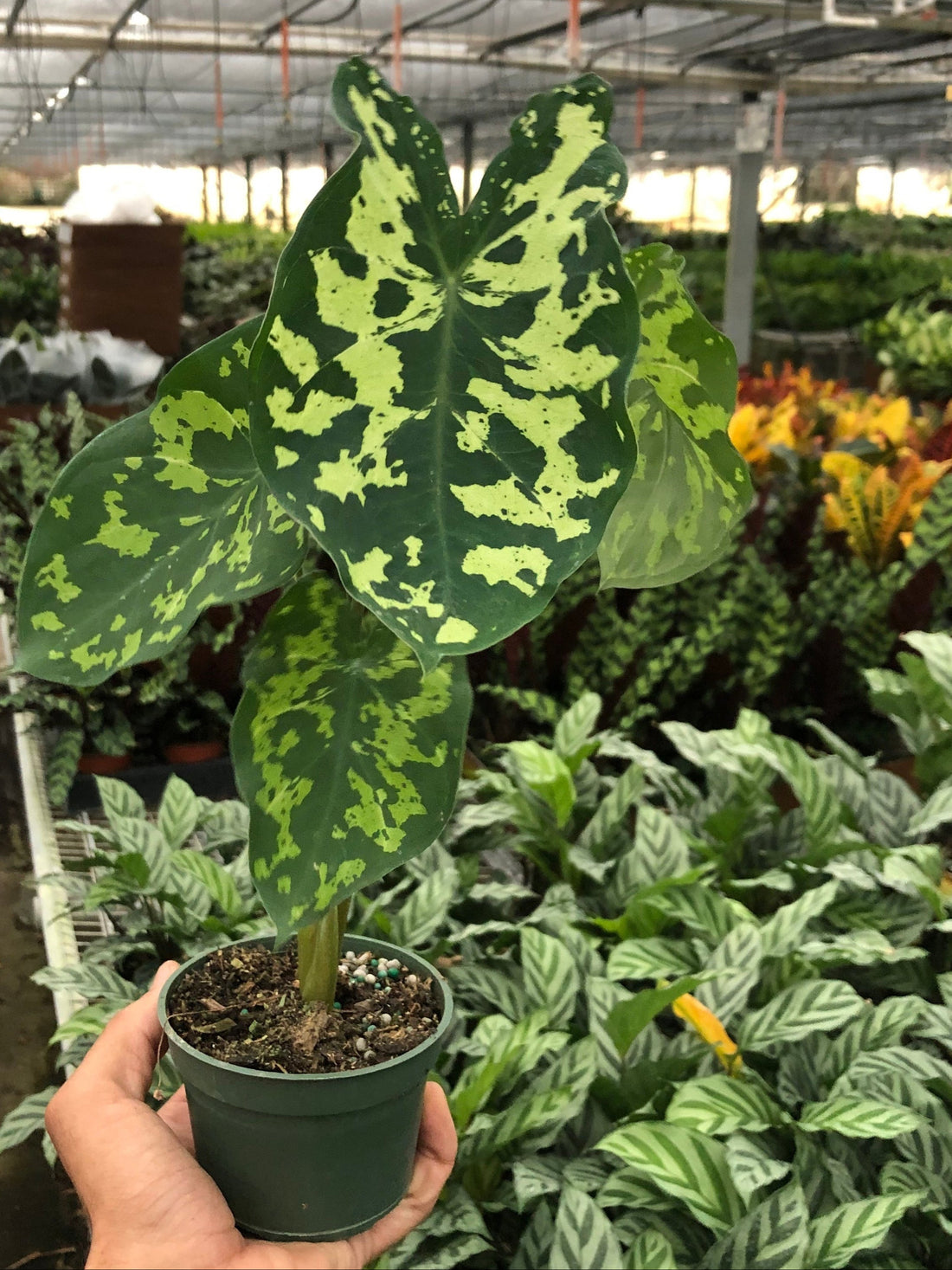 Hand holding a potted plant with green and yellow leaves in a greenhouse setting.