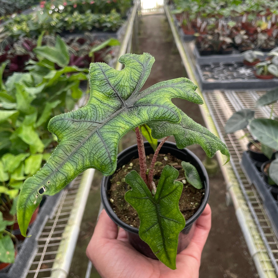 Hand holding a potted plant in a greenhouse with rows of plants in the background from House of Agave.