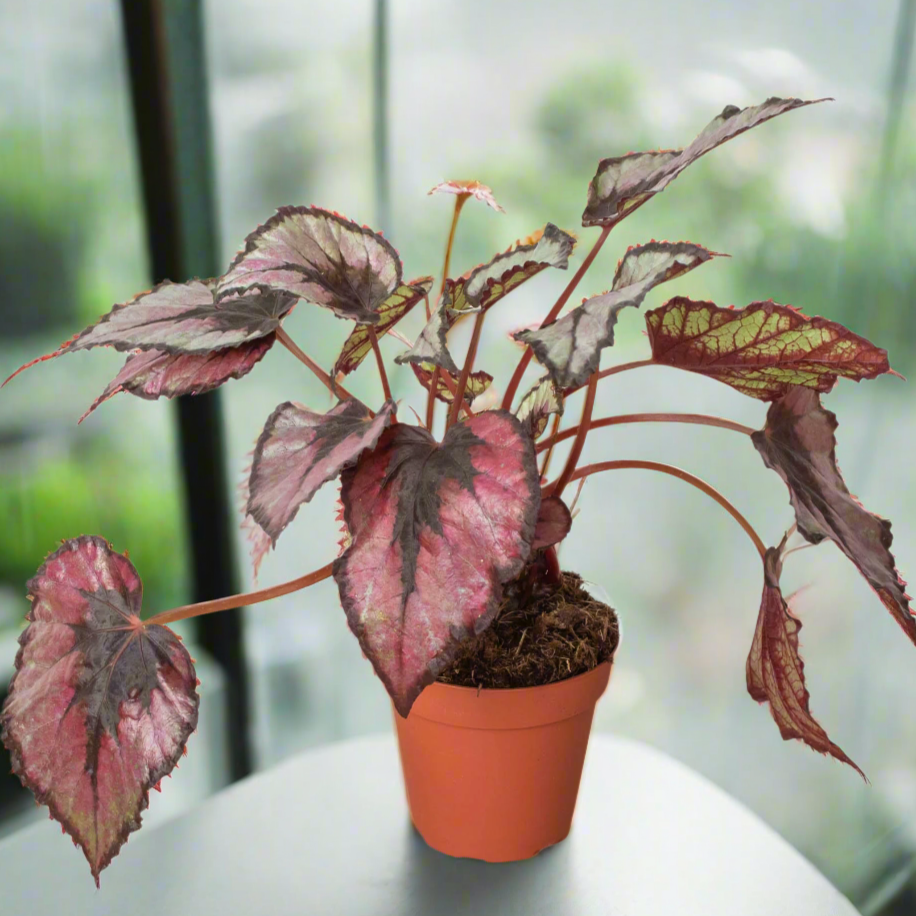 Potted plant with pink and green leaves on a white background