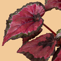 Close-up of a red and green leafy Begonia house plant on a peach background from House of Agave.