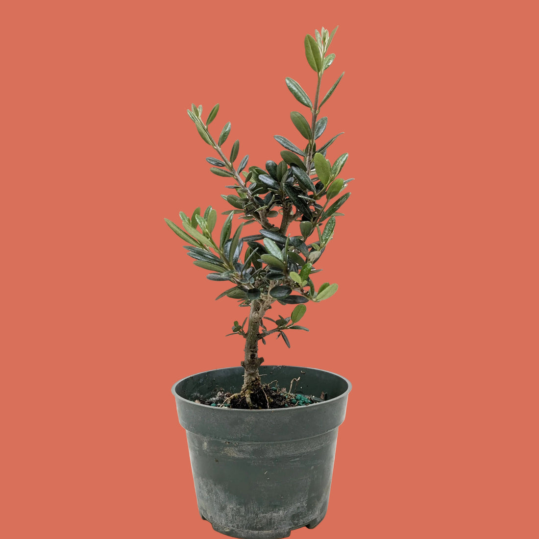 Potted olive tree on a white background
