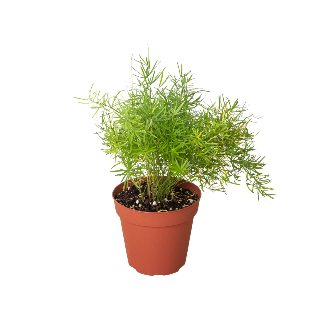 Fern Sprengeri, Asparagus Fern