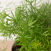 Fern Sprengeri, Asparagus Fern