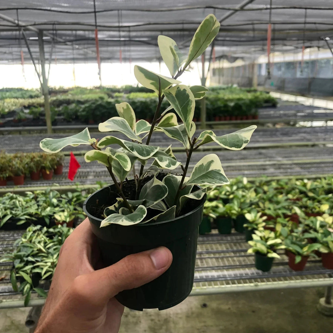 Hand holding a potted plant in a greenhouse setting