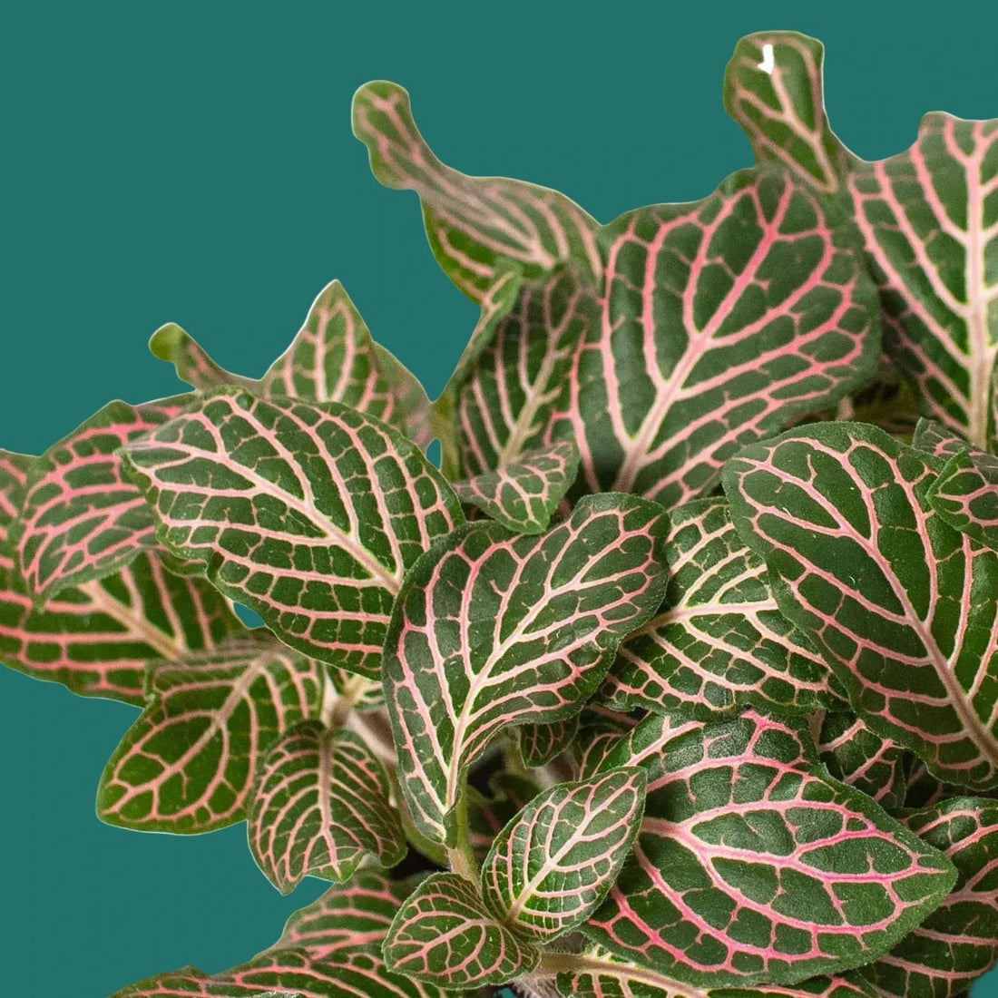 Close-up of a Fittonia Pink Nerve plant with green and pink leaf patterns on a green background.