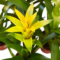 Guzmania Bromeliad Yellow
