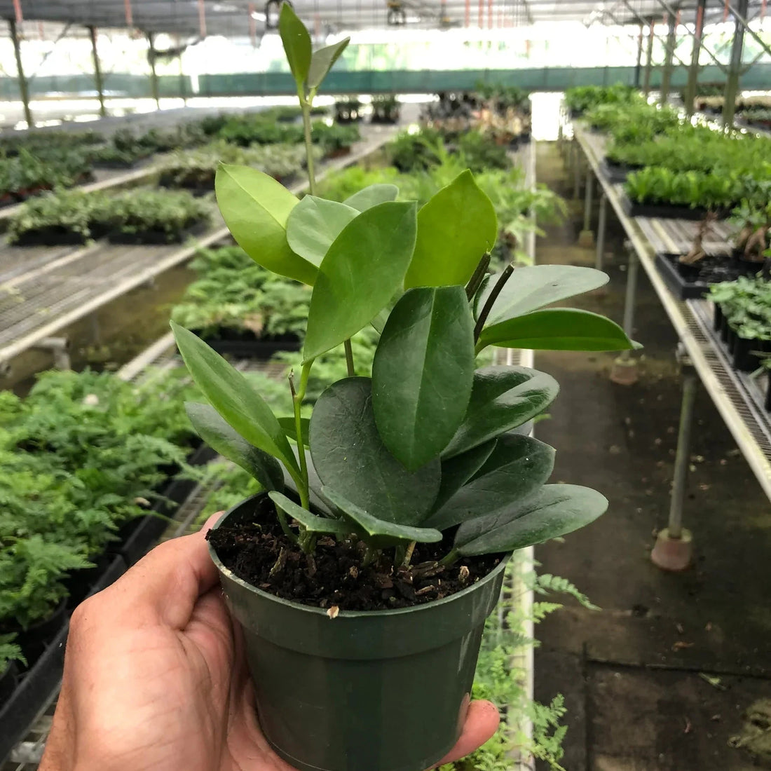 Hand holding a potted Hoya astralis plant in a greenhouse setting from House of Agave.
