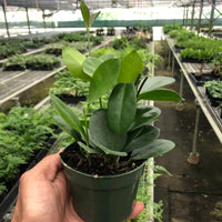 Hand holding a potted Hoya astralis plant in a greenhouse setting from House of Agave.