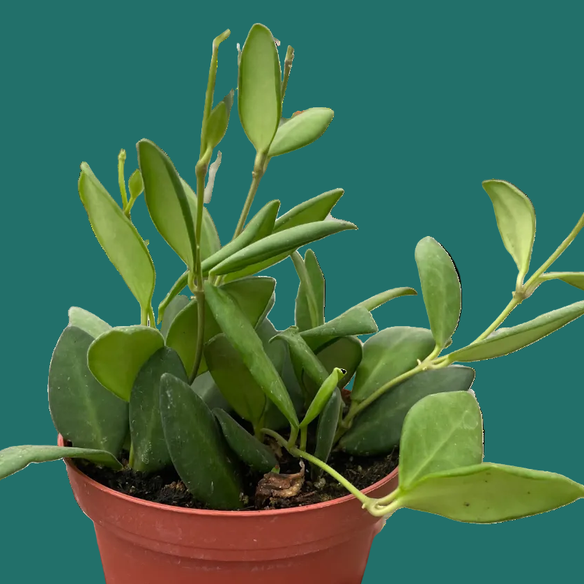 Hand holding a small potted Hoya chouke plant against a green background by House of Agave.