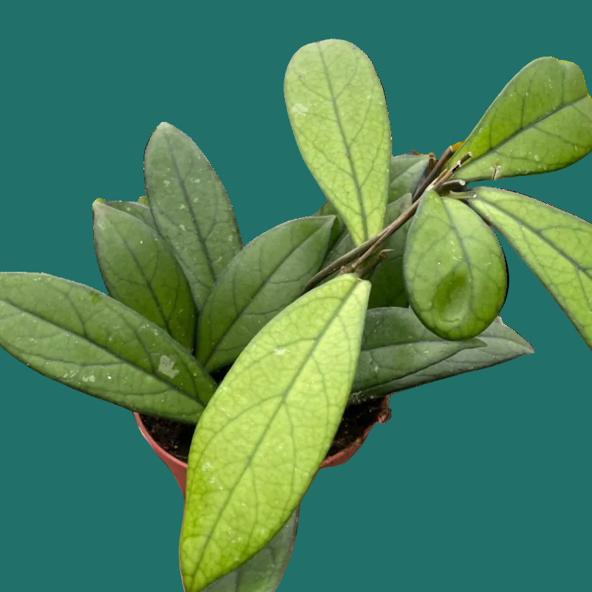 Hand holding a potted Hoya plant with oval green leaves from House of Agave.