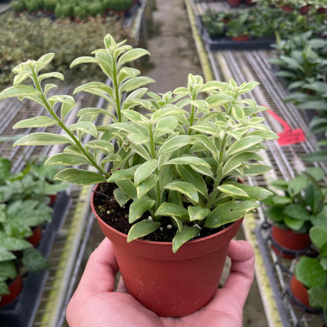 Small potted plant held in a hand with a greenhouse setting in the background