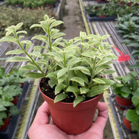 Small potted plant held in a hand with a greenhouse setting in the background