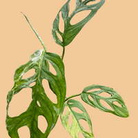 Artificial green leaf plant held by a hand on a green background from House of Agave.