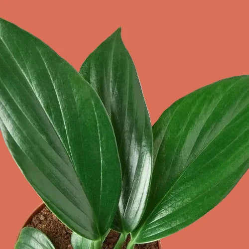 Potted philodendron plant with large green leaves on a terracotta background from House of Agave.