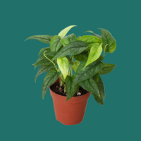 Potted Monstera siltepecana plant with green leaves on a green background by House of Agave.