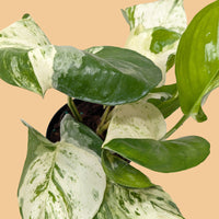 Green and white marbled pothos plant on a white background from House of Agave.