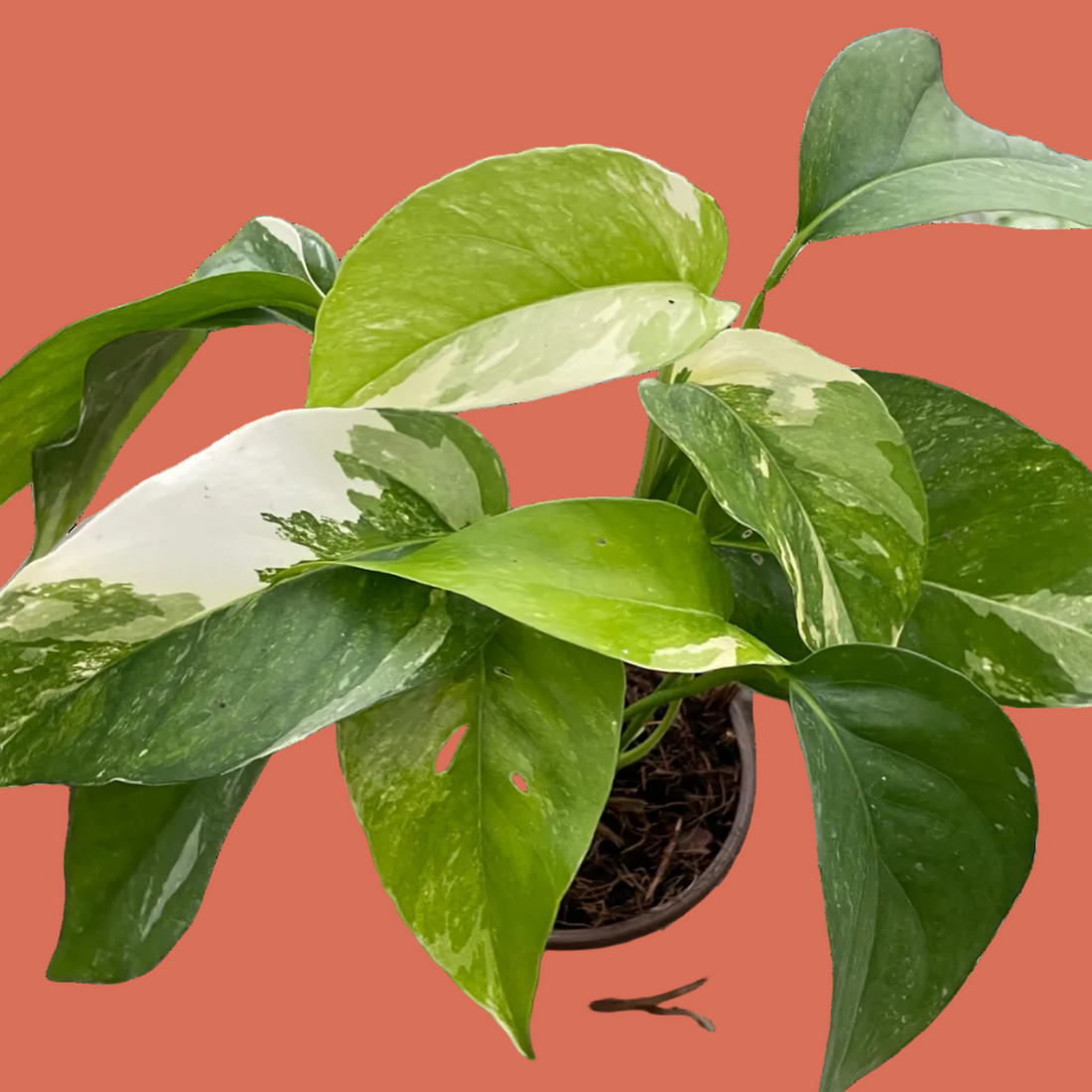 Hand holding a potted plant with green leaves on from House of Agave.