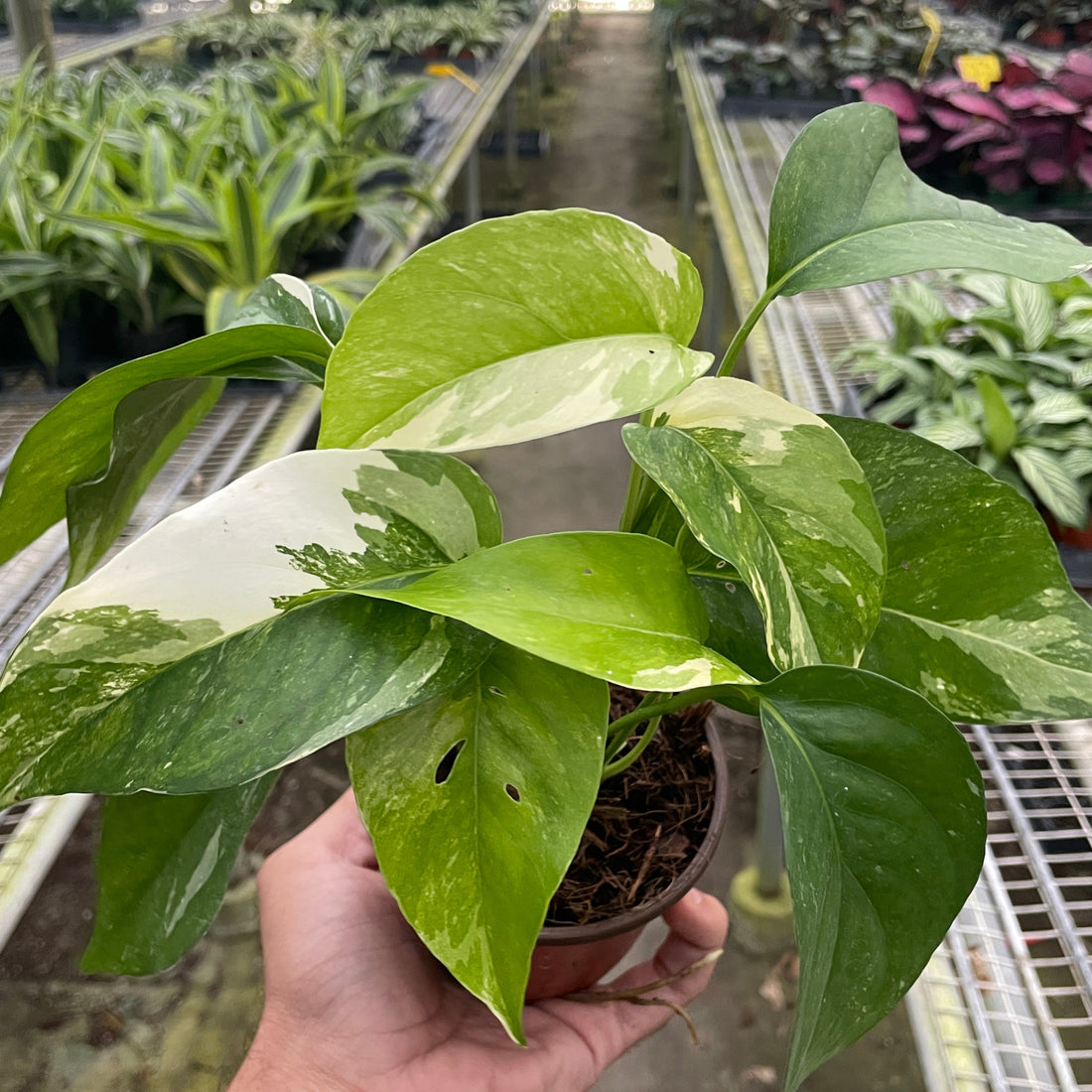 pinnatum albo variegata Pothos Albo Variegata