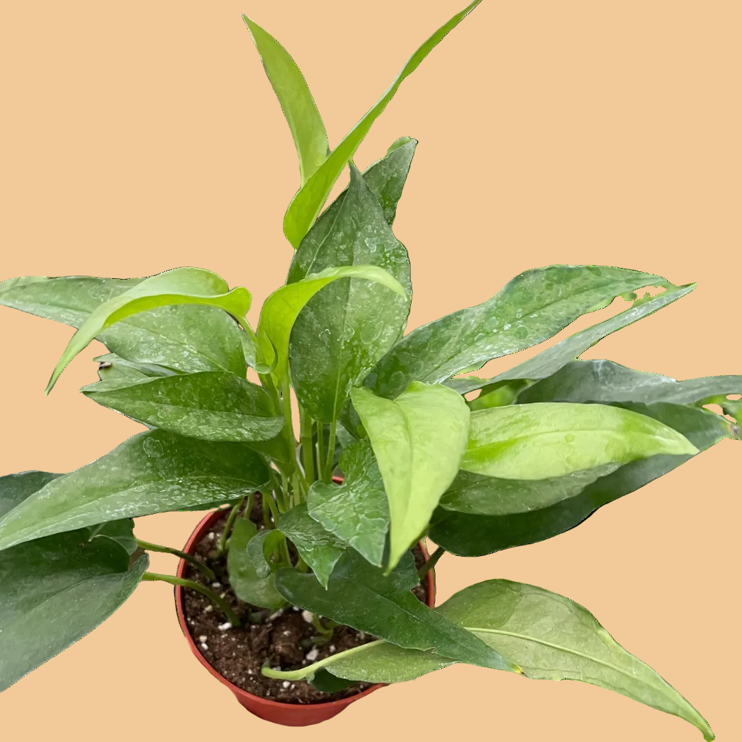 Pothos Skeleton Key