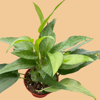 Pothos Skeleton Key