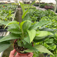 Hand holding a potted plant in a greenhouse setting