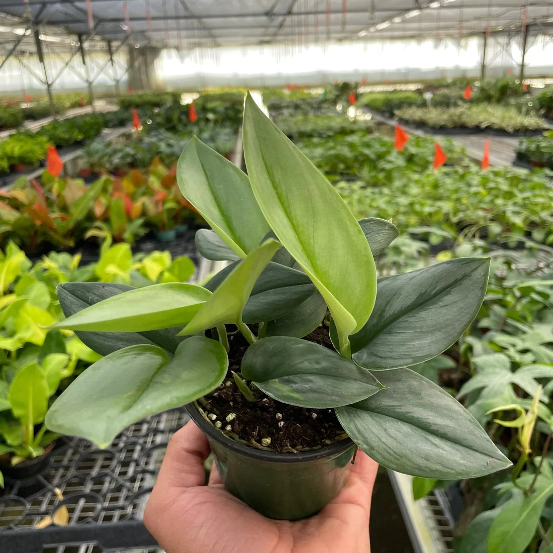 Person holding a potted plant in a greenhouse setting